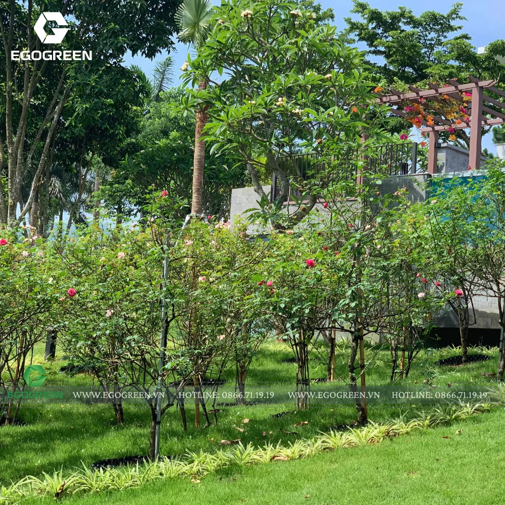 Chị Lê là người yêu hoa, đặc biệt là hoa hồng. Bởi vậy, EGOGREEN thiết kế những khu vườn nhỏ ngập tràn các loại hoa hồng nở quanh năm để chị được hái về nhà cắm vào mỗi sáng đi dạo!